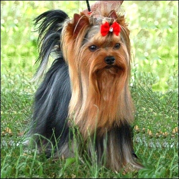 Lindos-Perritos Masimo